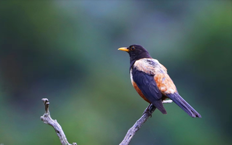 棕背黑頭鶇。江文江措攝
