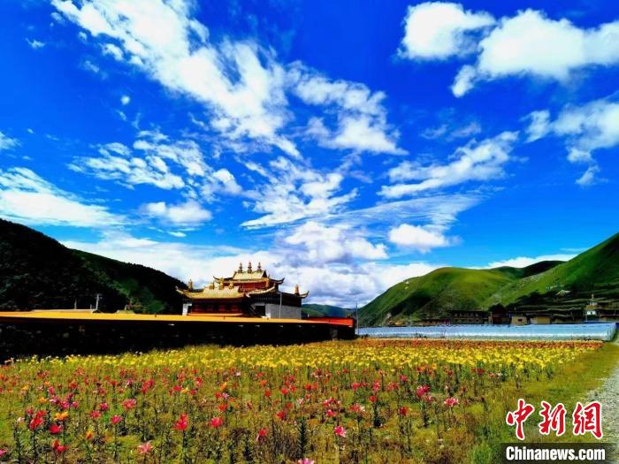 近百畝百合花競(jìng)相開(kāi)放，景色誘人?！∪捞量h委宣傳部供圖