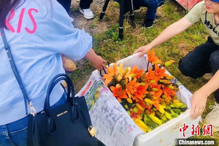 村民采摘百合花?！∪捞量h委宣傳部供圖