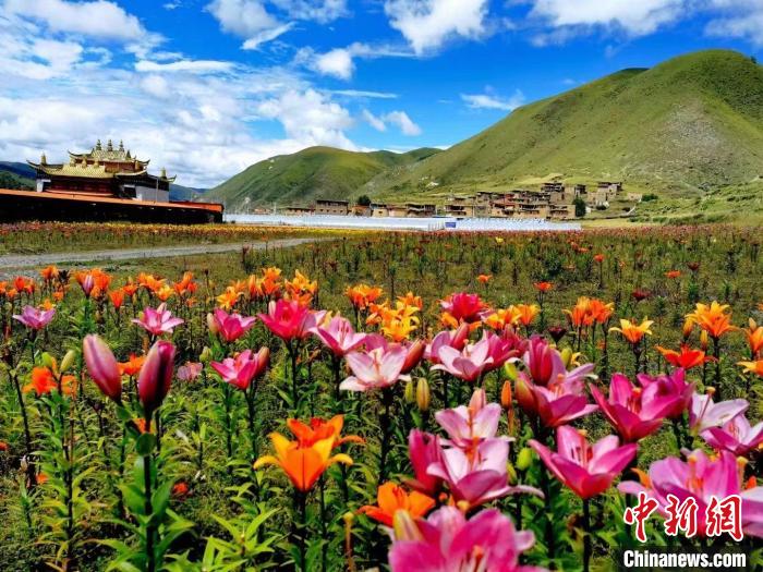 近百畝百合花競(jìng)相開(kāi)放，景色誘人。　壤塘縣委宣傳部供圖