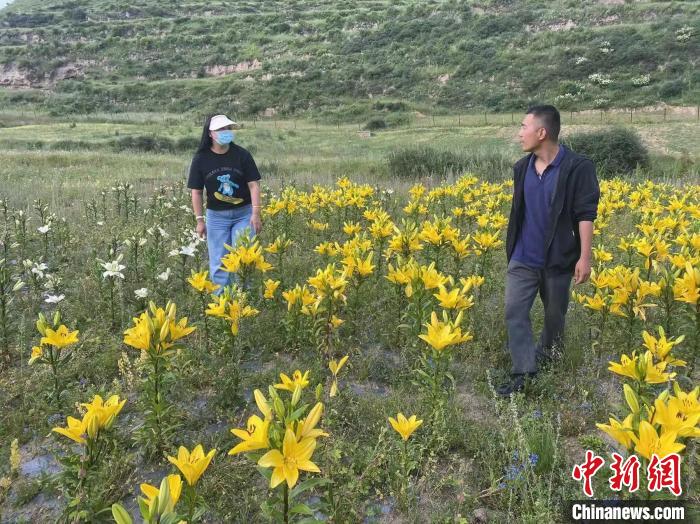 村民采摘百合花?！∪捞量h委宣傳部供圖