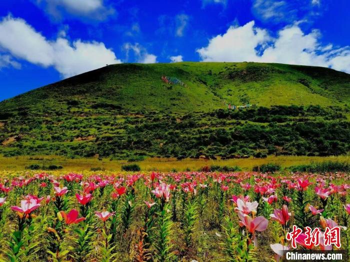 近百畝百合花競(jìng)相開(kāi)放，景色誘人?！∪捞量h委宣傳部供圖