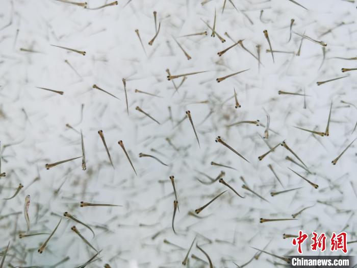 探訪青海湖湟魚“育嬰室”：“密集”育苗，體重10克放流