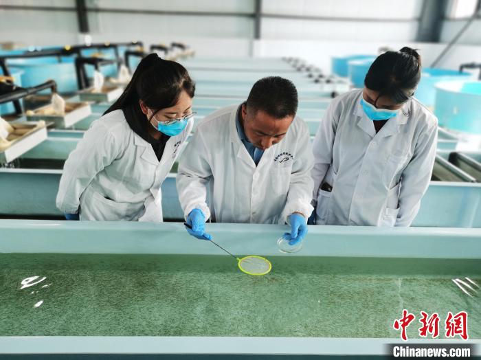 圖為工作人員檢查魚苗?！?zhí)砀?攝