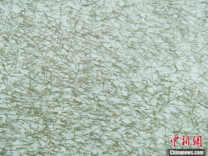 圖為密集培育的魚苗?！?zhí)砀?攝
