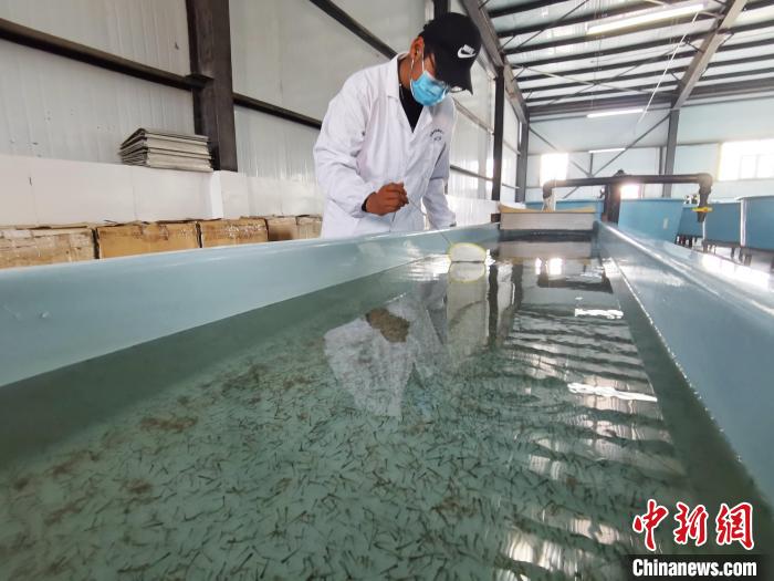 圖為工作人員檢查魚苗?！?zhí)砀?攝