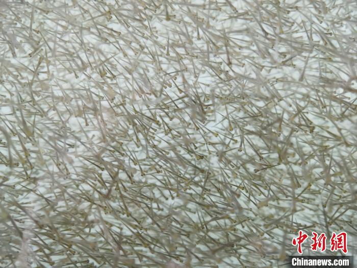圖為密集分布的魚苗?！?zhí)砀?攝