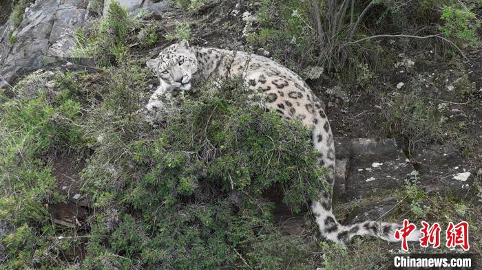 圖為雪豹向牧民攝影師方向張望。(資料圖) 公尕日 攝