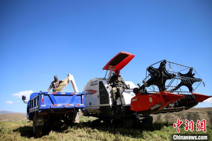 青海黃南迎飼草收割季牛羊可吃到優(yōu)質“壓縮餅干”