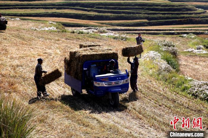 圖為飼草晾曬、打捆?！●R芝芬 攝