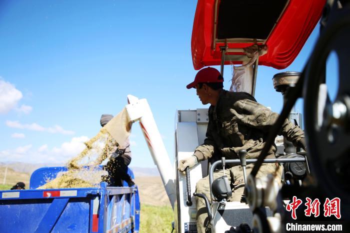 圖為飼草收割。　馬芝芬 攝