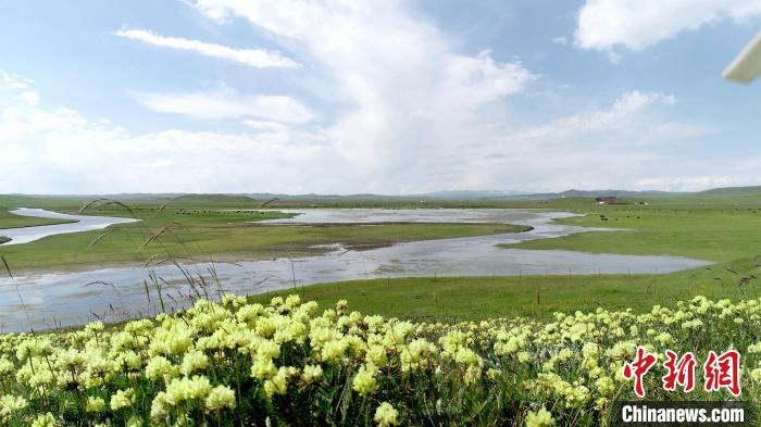 青海澤曲草原見聞：牛羊可“選美”，“生態(tài)畜牧”成招牌