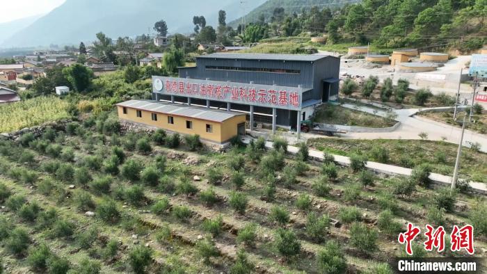 伍合村的油橄欖種植基地?！「呒午?攝