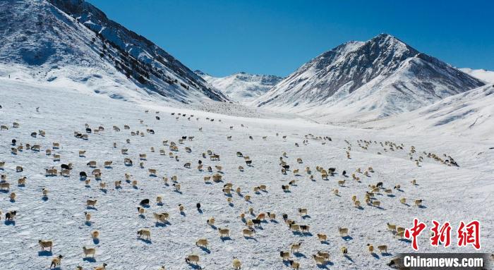 圖為羊群在雪地里覓食?！《继m縣融媒體中心供圖