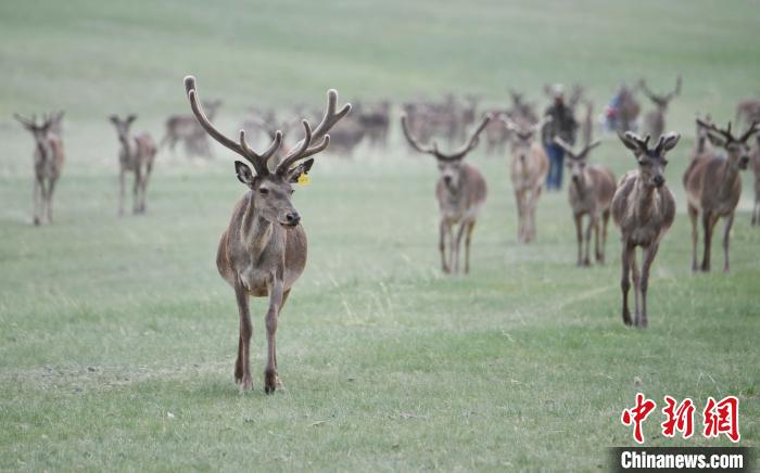 2022年夏日時(shí)節(jié)，甘肅張掖市肅南縣祁連山下的馬鹿養(yǎng)殖基地。(資料圖) 楊艷敏 攝