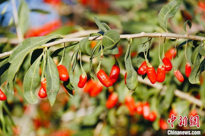 圖為柴達(dá)木盆地有機(jī)枸杞?！O睿 攝