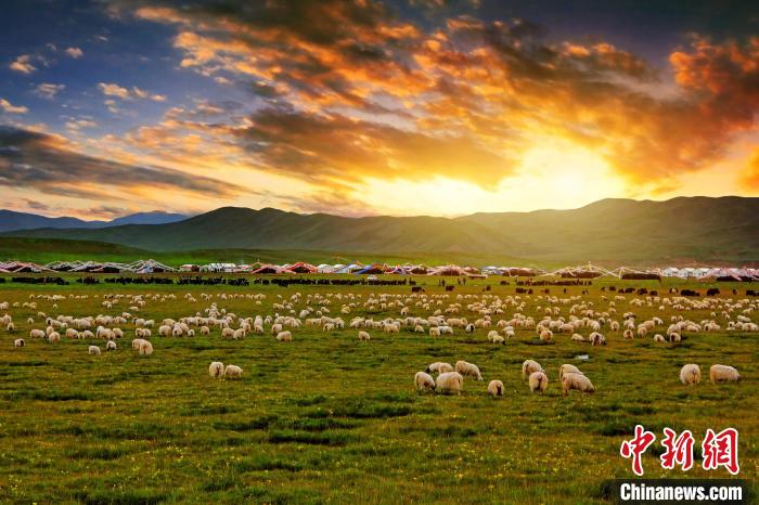 資料圖為青海省玉樹州稱多縣草原風(fēng)光。　郭夏 攝