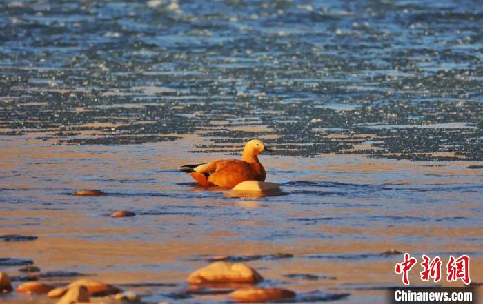 圖為赤麻鴨自在游曳。　白日丁布江才 攝