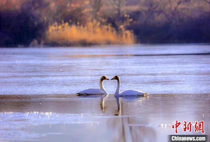 圖為天鵝在湖面嬉戲?！◇泱憔?攝