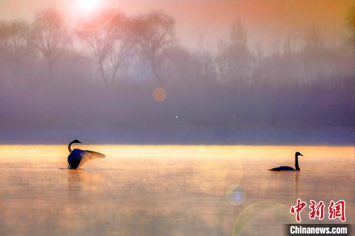 圖為天鵝在湖面嬉戲。　筱筱君 攝