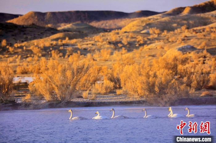 圖為黃河岸畔貴德縣迎來(lái)天鵝“做客”?！◇泱憔?攝