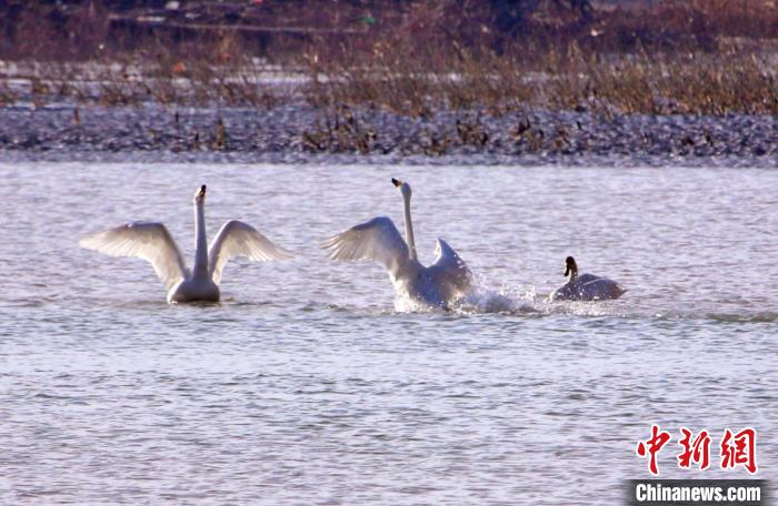 圖為黃河岸畔貴德縣迎來(lái)天鵝“做客”?！◇泱憔?攝