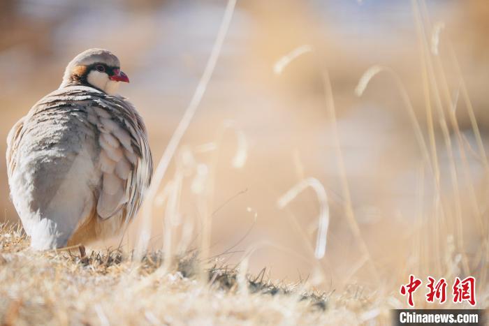 圖為都蘭縣境內(nèi)的鳥類?！±?攝