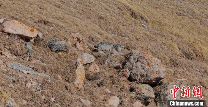 圖為兔猻?！±?攝