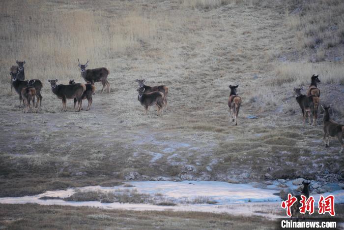 圖為都蘭縣境內(nèi)的野生動物?！±?攝