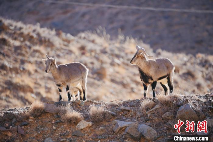 圖為都蘭縣境內(nèi)的野生動物?！±?攝
