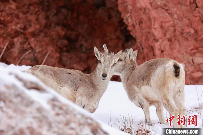 圖為在雪中悠然自得的巖羊?！“兹斩〔冀?攝