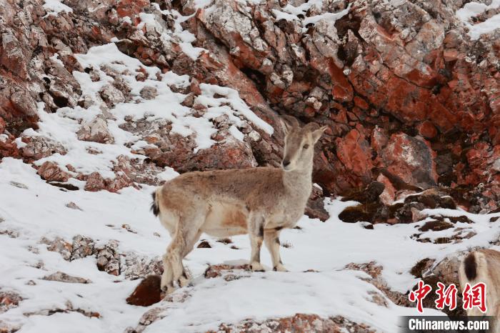 圖為在雪中悠然自得的巖羊。　白日丁布江才 攝