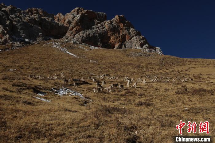 圖為巖羊群。　白日丁布江才 攝