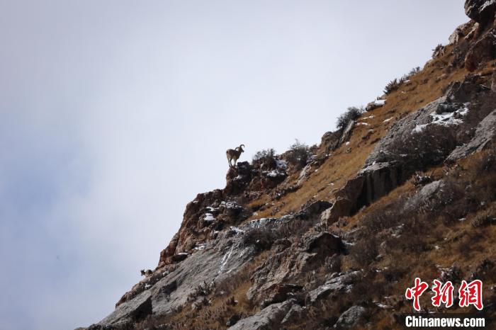 圖為在山崖上站立的巖羊?！“兹斩〔冀?攝