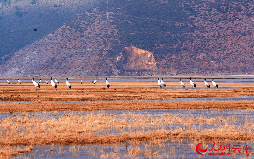 香格里拉納帕海濕地的黑頸鶴。和志榮攝