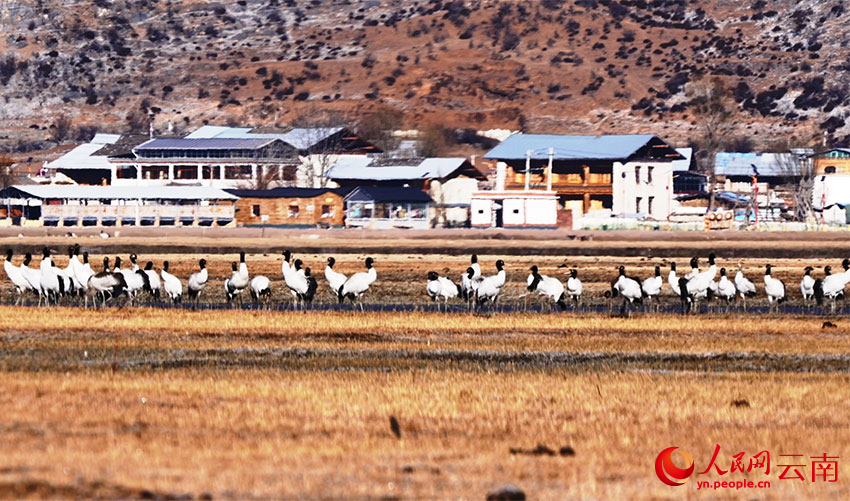 香格里拉納帕海濕地的黑頸鶴。李曉東攝