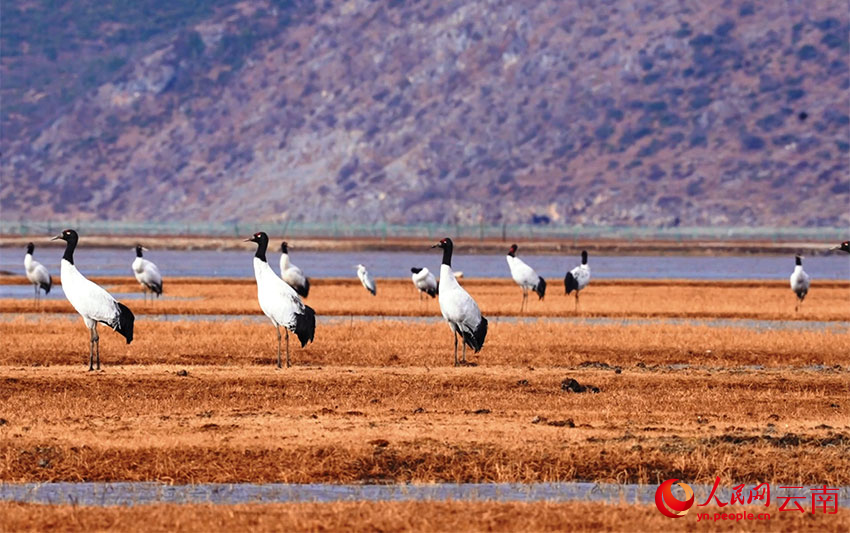 香格里拉納帕海濕地的黑頸鶴。李曉東攝