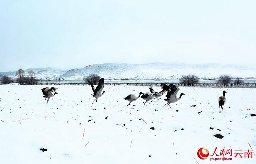 香格里拉納帕海濕地的黑頸鶴。趙旭燕攝