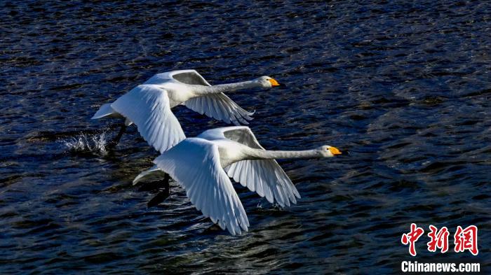 圖為兩只大天鵝?！?yán)桉 攝