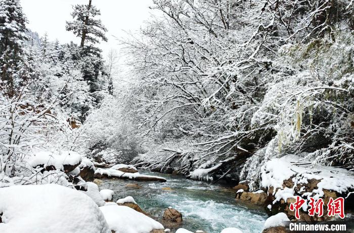 大熊貓國(guó)家公園王朗片區(qū)春雪如畫(huà)，宛若仙境。　羅春平 攝