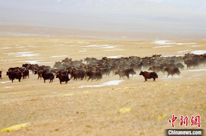 圖為青海省治多縣索加鄉(xiāng)的牛群。(資料圖) 治多縣委宣傳部 供圖