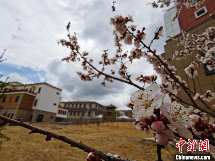 青海：初春遇降雪，百里不同“風(fēng)”