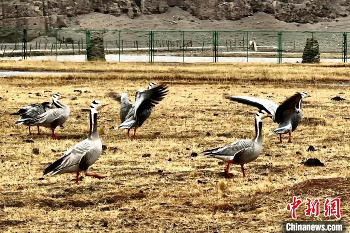 圖為斑頭雁?！“?攝