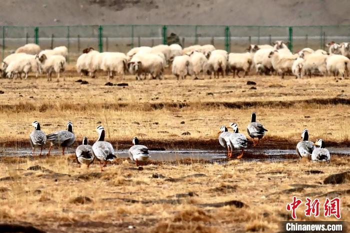 圖為羊群邊的成群斑頭雁?！“?攝