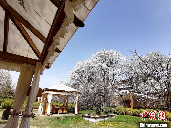 圖為梨花?！?zhí)砀?攝