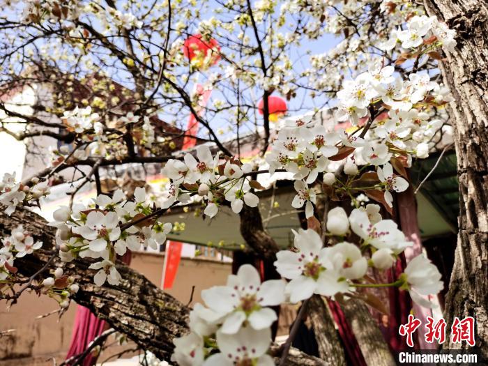 青海尖扎噶達莊園：百年“后花園”梨花盛開，舉目皆春色