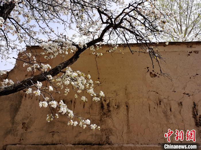 圖為一面土墻旁邊的梨花?！?zhí)砀?攝