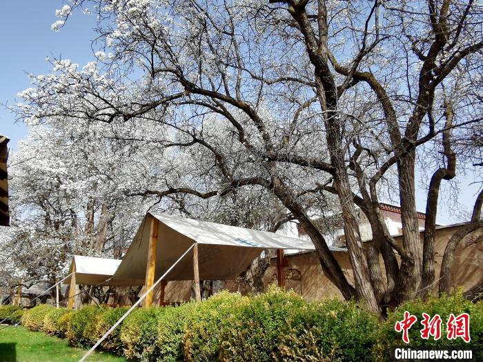 圖為尖扎噶達莊園內(nèi)的梨花。　張?zhí)砀?攝