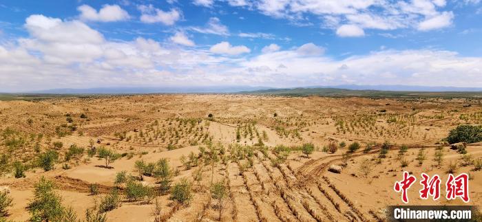 資料圖為貴南縣黃沙頭的防沙治沙草方格。　祁增蓓 攝