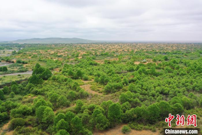 資料圖為航拍黃沙頭防沙治沙區(qū)植被。　祁增蓓 攝